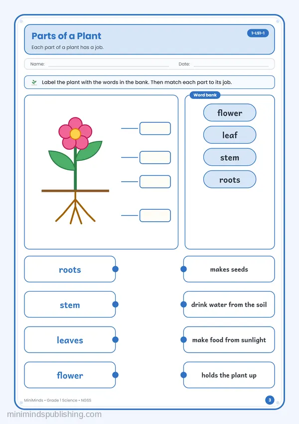 Parts of a Plant — free printable 1st Grade worksheet