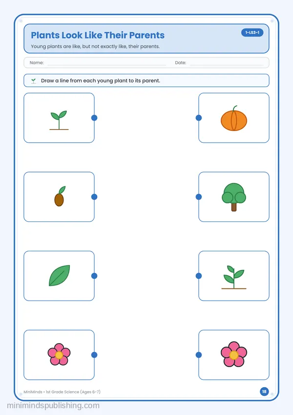 Plants Look Like Their Parents — free printable 1st Grade worksheet
