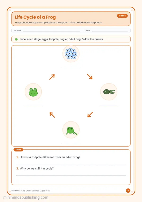 Life Cycle of a Frog — free printable 3rd Grade worksheet