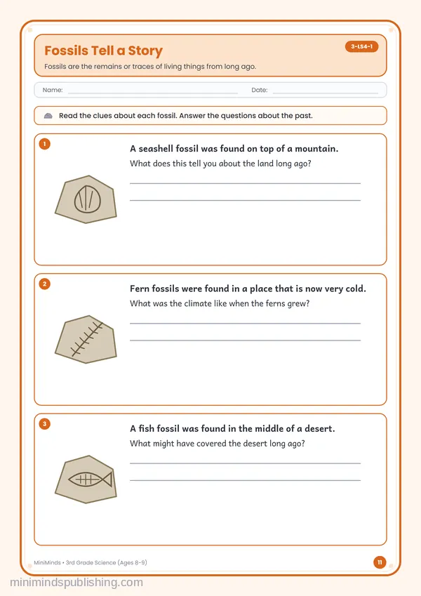 Fossils Tell a Story — free printable 3rd Grade worksheet