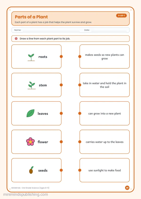 Parts of a Plant — free printable 3rd Grade worksheet