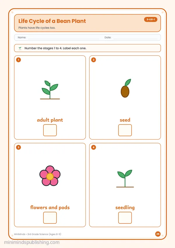 Life Cycle of a Bean Plant — free printable 3rd Grade worksheet