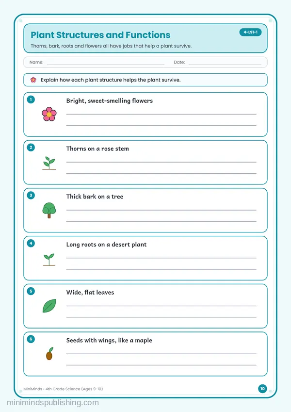 Plant Structures and Functions — free printable 4th Grade worksheet