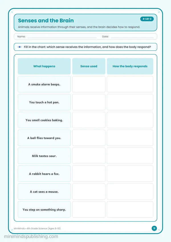 Senses and the Brain — free printable 4th Grade worksheet