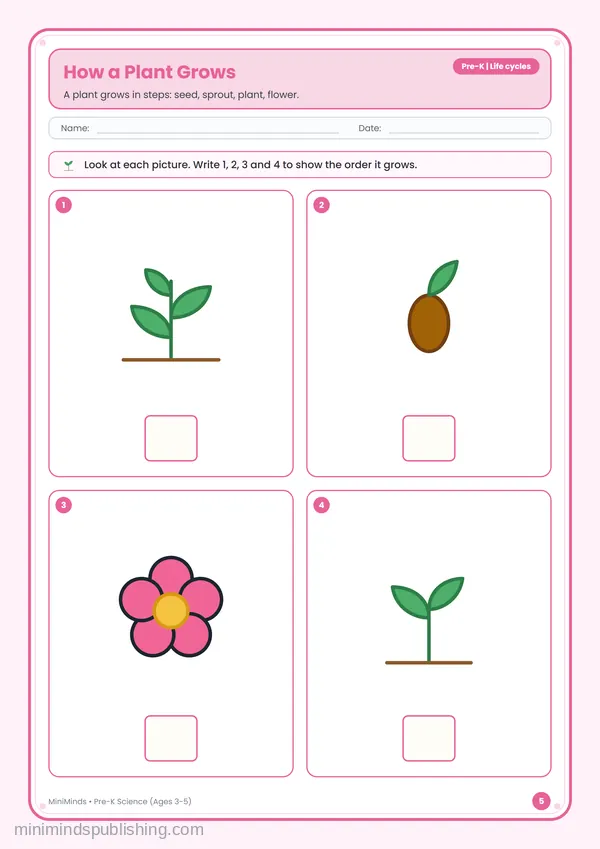 How a Plant Grows — free printable Pre-K worksheet